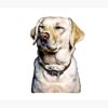 flat750x075f pad750x1000f8f8f8.u2 19 - Labrador Gifts